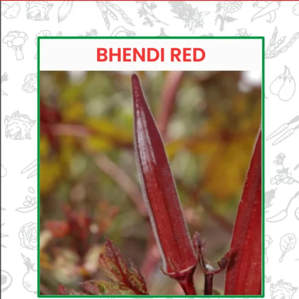 Bhendi Red Seeds