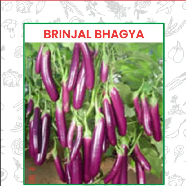 Brinjal Bhagya