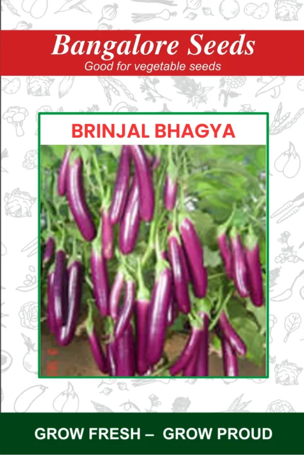 Brinjal Bhagya