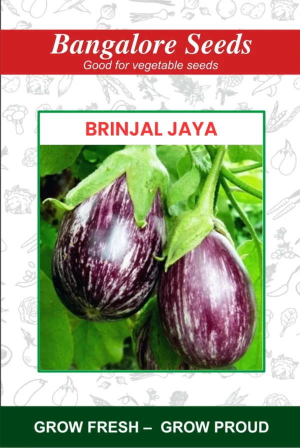 Brinjal Jaya