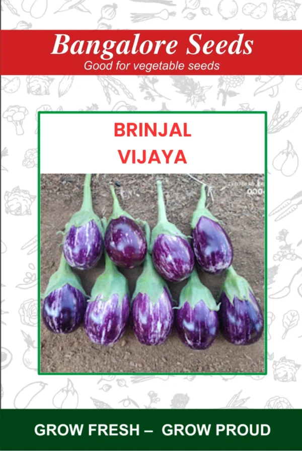 Brinjal Vijaya