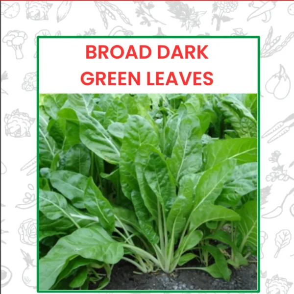 Broad Dark Green Leaves