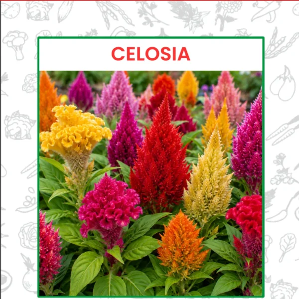 Celosia Flower Seeds