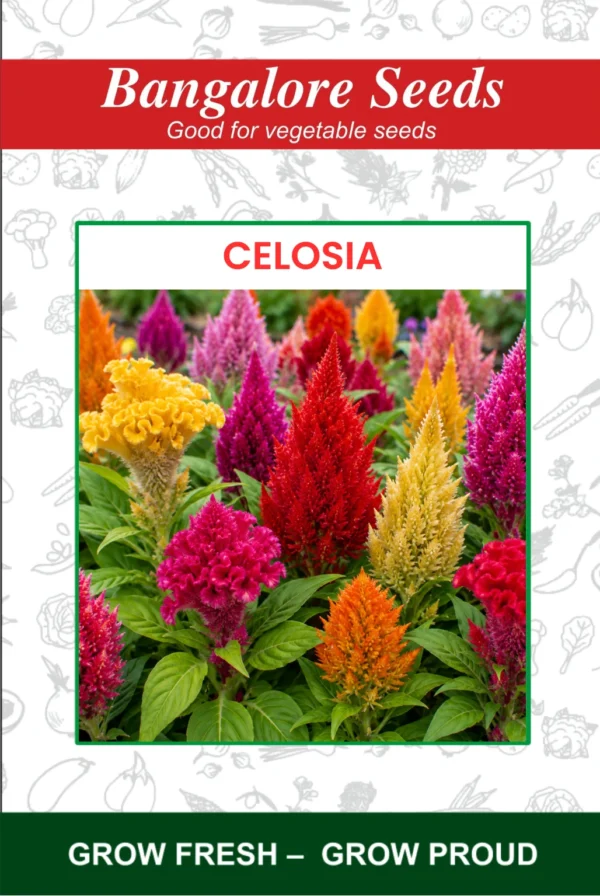 Celosia Flower Seeds