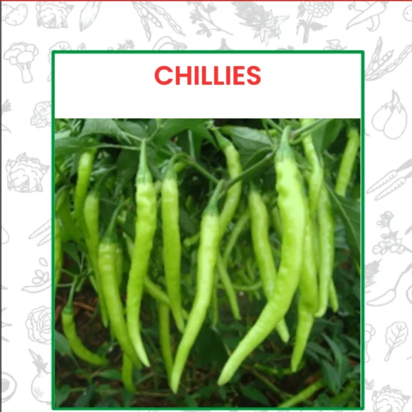 Chillies Seeds