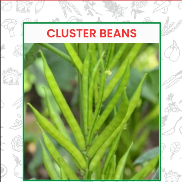 Cluster Beans Seeds