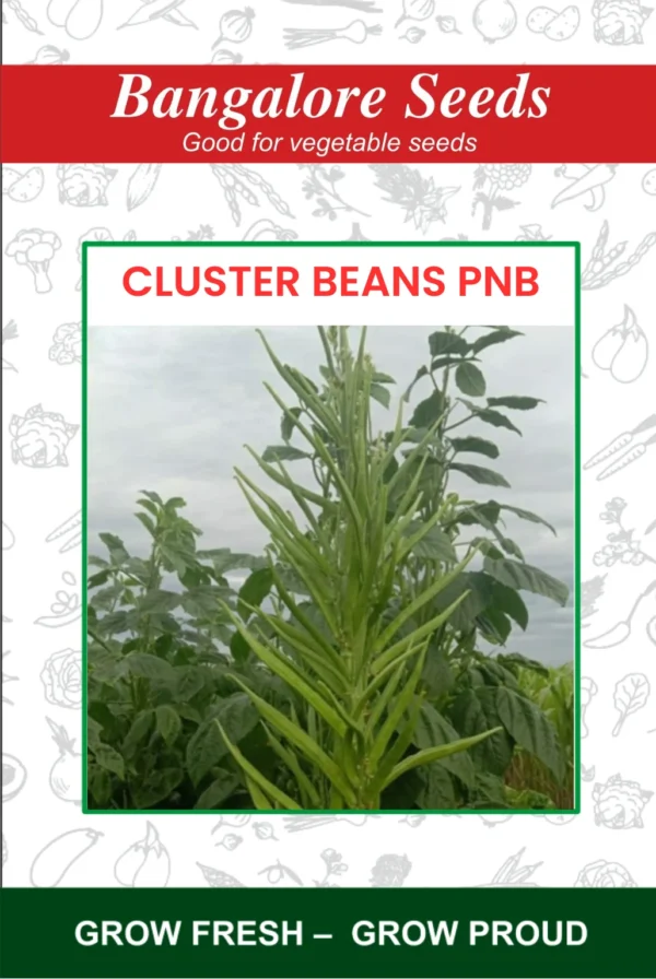 Cluster Beans PNB Seeds