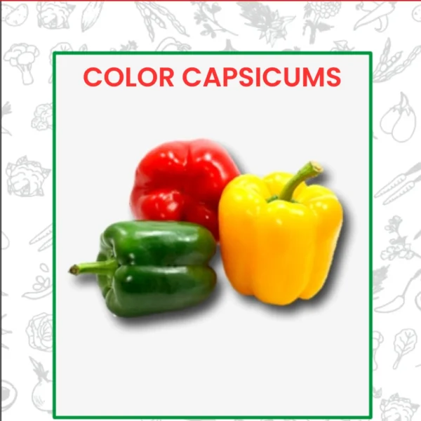 Hybrid Color Capsicums