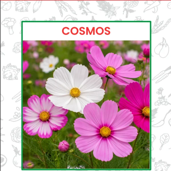 Cosmos Flower Seeds