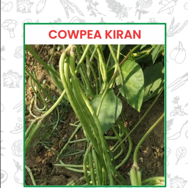 Cowpea Kiran