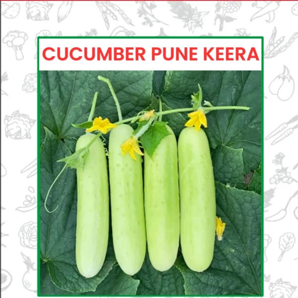 Cucumber Pune Kheera