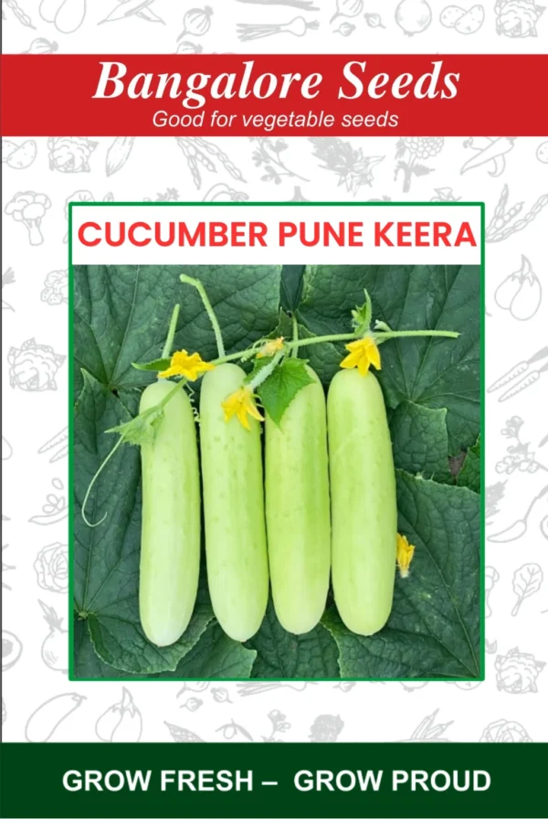 Cucumber Pune Kheera