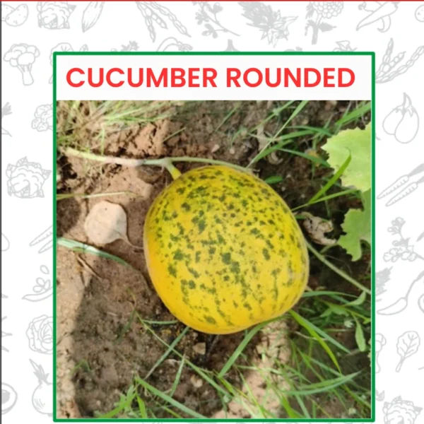 Cucumber Rounded Seeds
