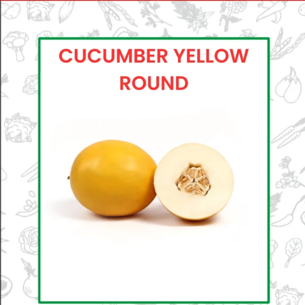 Cucumber Yellow Round Seeds