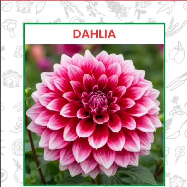 Dahlia Flower Seeds