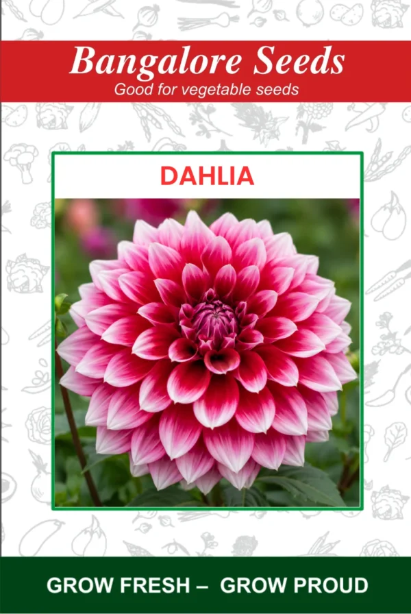 Dahlia Flower Seeds