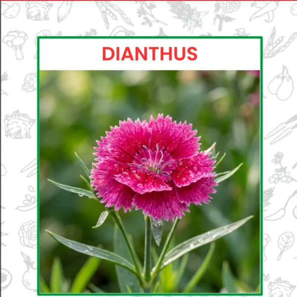 Dianthus Flower Seeds