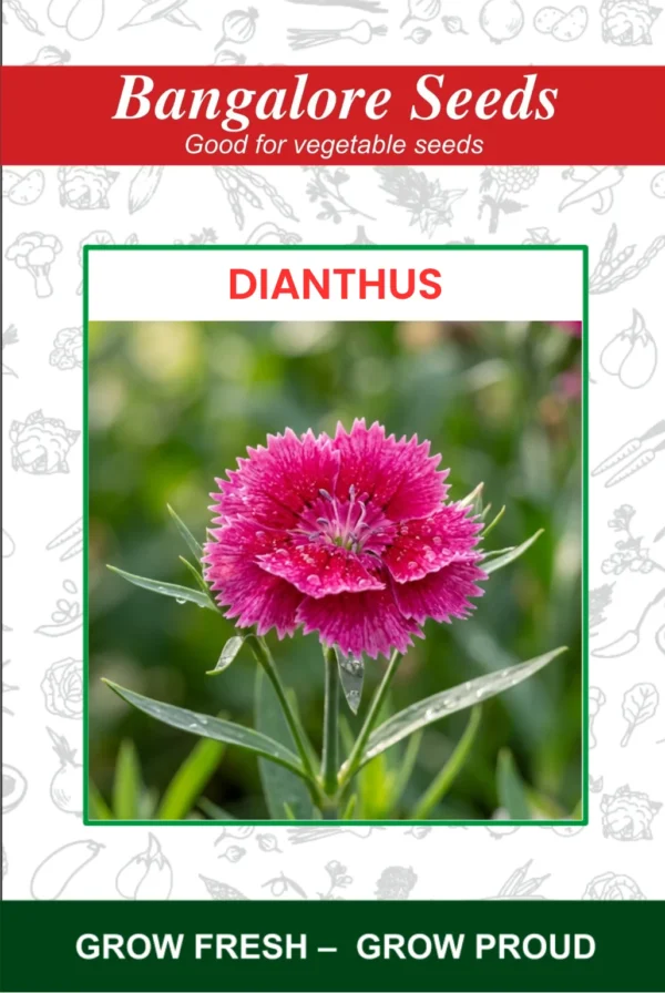 Dianthus Flower Seeds