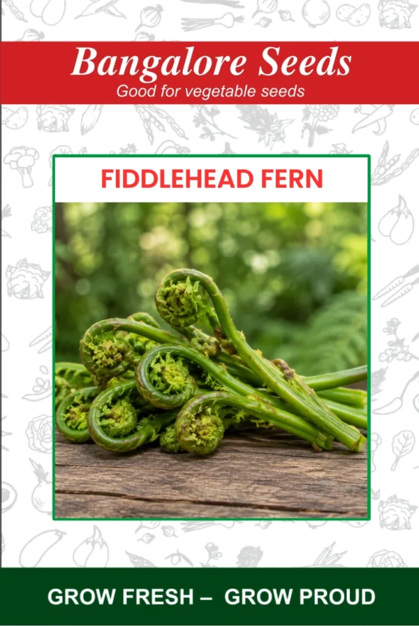 Hybrid Fiddlehead Fern Seeds