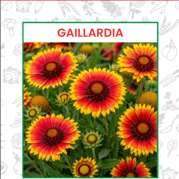 Gaillardia Flower Seeds