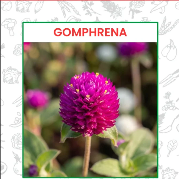 Gomphrena Flower Seeds