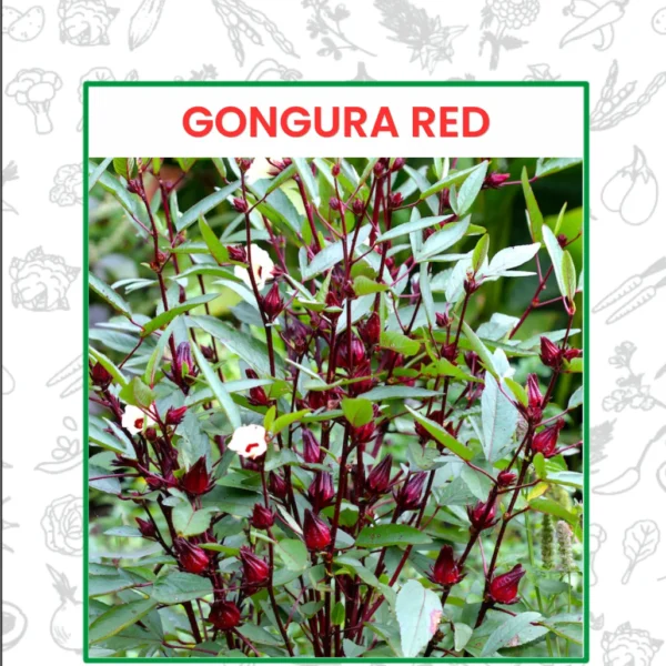 Gongura Red