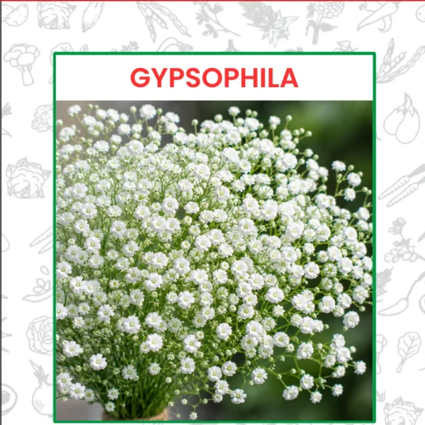 Gypsophila Flower Seeds