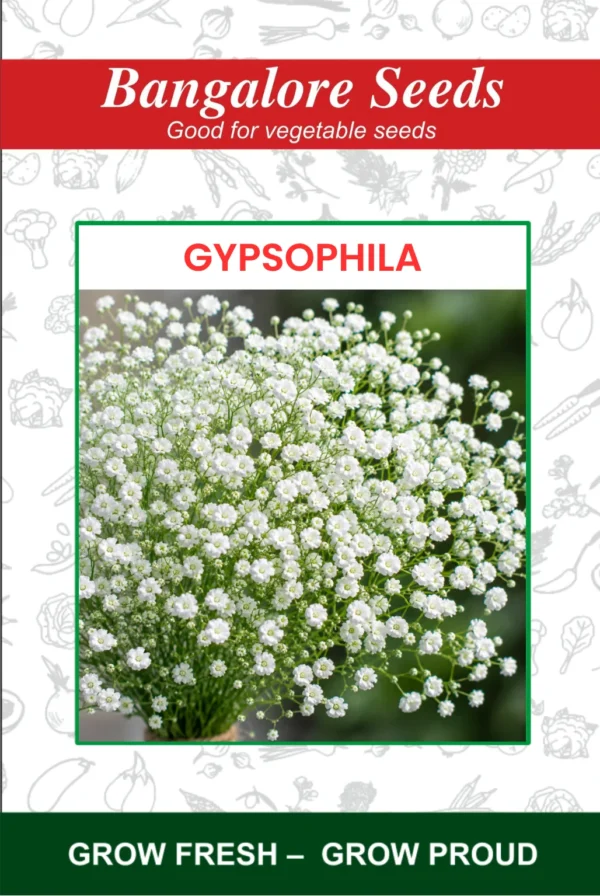 Gypsophila Flower Seeds