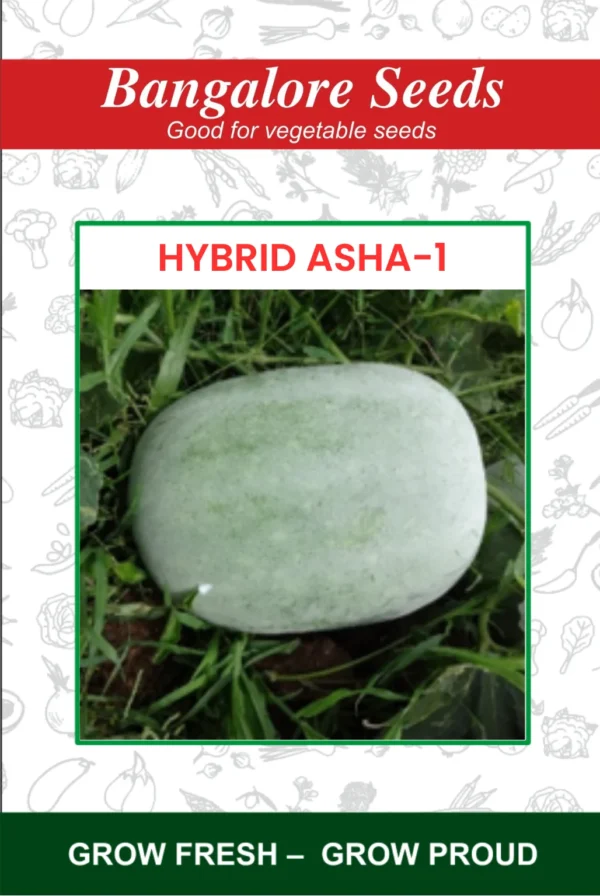 Hybrid Asha Gourd-1
