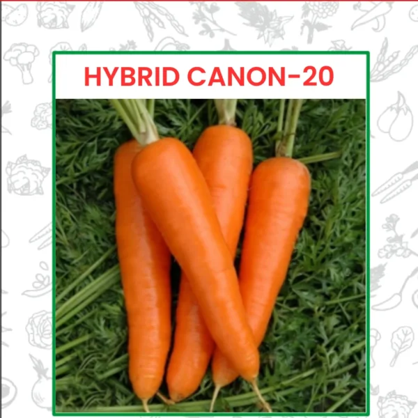 Hybrid Canon-20 Carrot