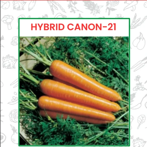 Hybrid Canon-21 Carrot