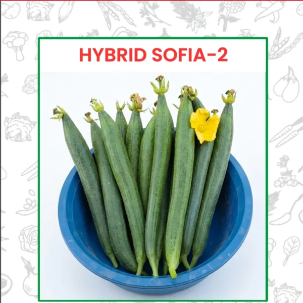 Hybrid Sofia-2 Sponge Gourd
