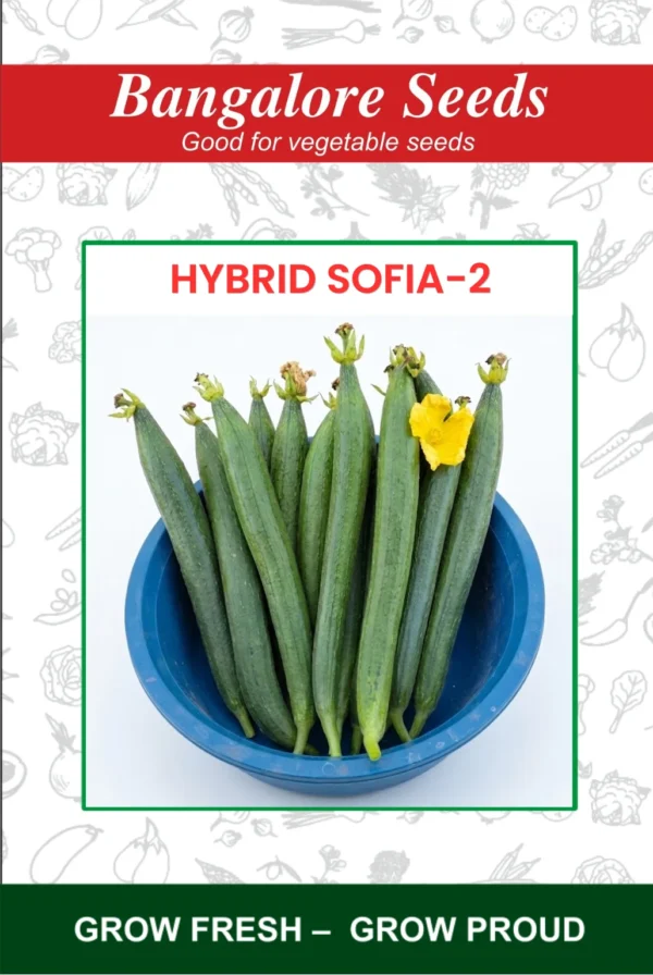 Hybrid Sofia-2 Sponge Gourd
