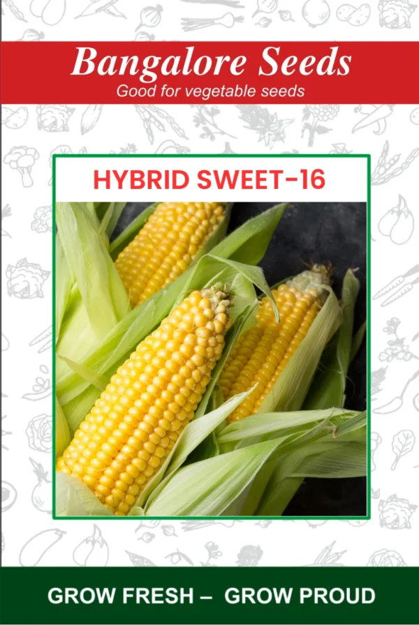 Hybrid Sweet-16 Sweet Corn