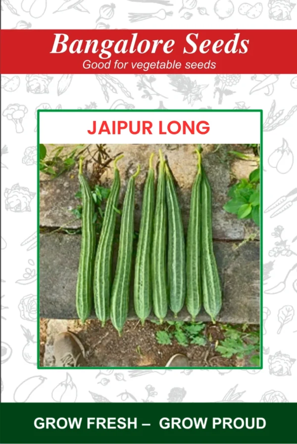 Jaipur Long Ridge Gourd