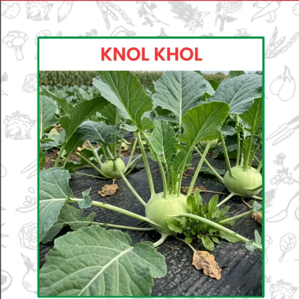 Knol Khol Seeds