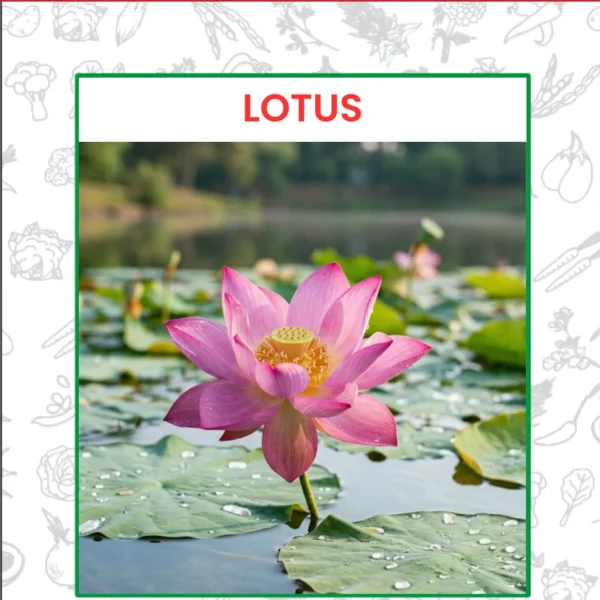 Lotus Flower Seeds