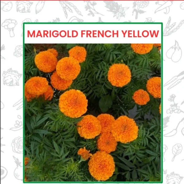 Marigold French Yellow Flower Seeds