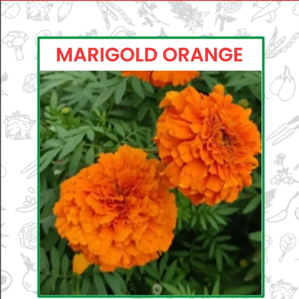 Marigold Orange Flower Seeds