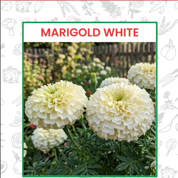 Marigold White Flower Seeds