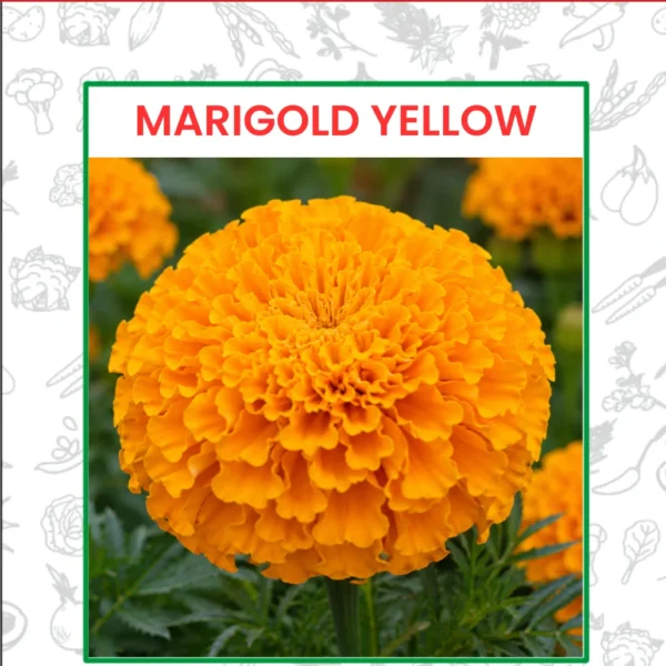 Marigold Yellow Flower Seeds