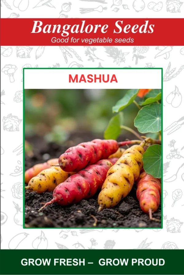Mashua Seeds