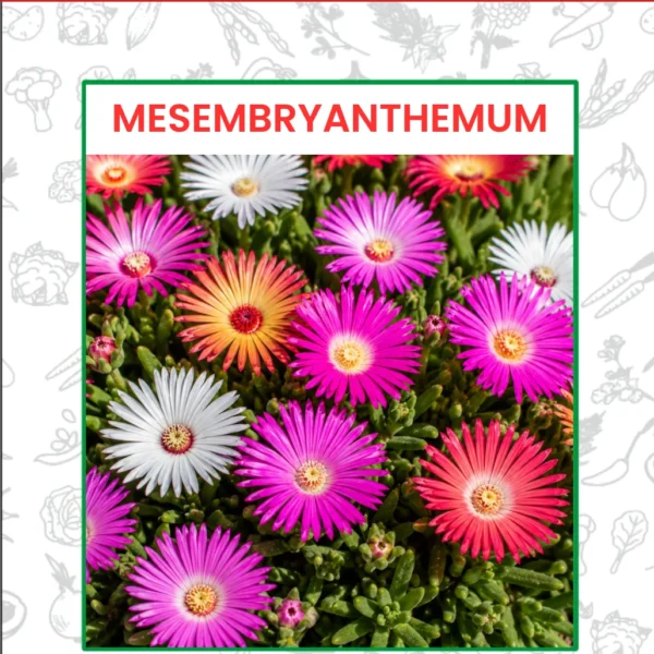 Mesembryanthemum Flower Seeds