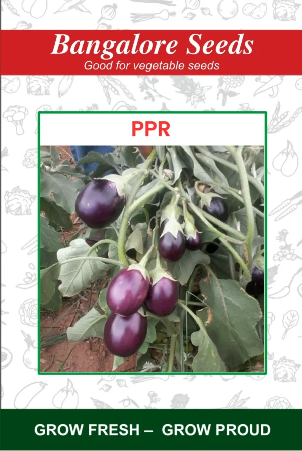 Brinjal PPR