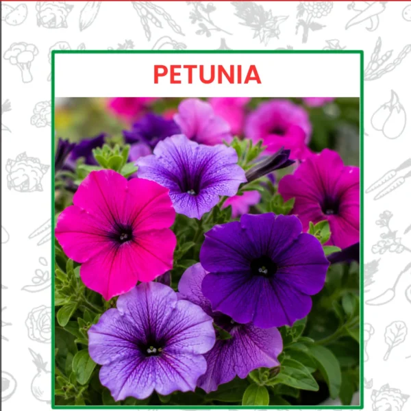 Petunia Flower Seeds