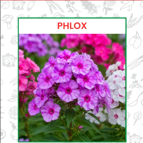 Phlox Flower Seeds