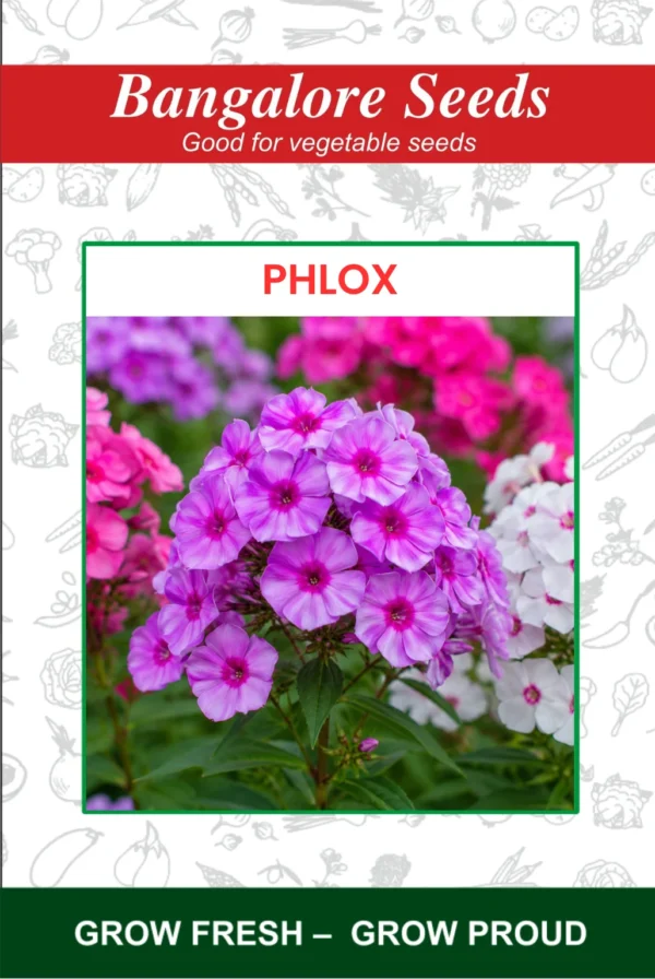 Phlox Flower Seeds