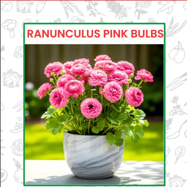 Ranunculus Pink Bulbs Flower Seeds