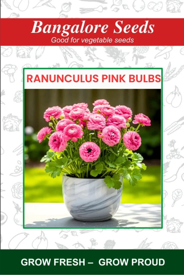 Ranunculus Pink Bulbs Flower Seeds