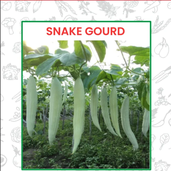 Hybrid Snake Gourd